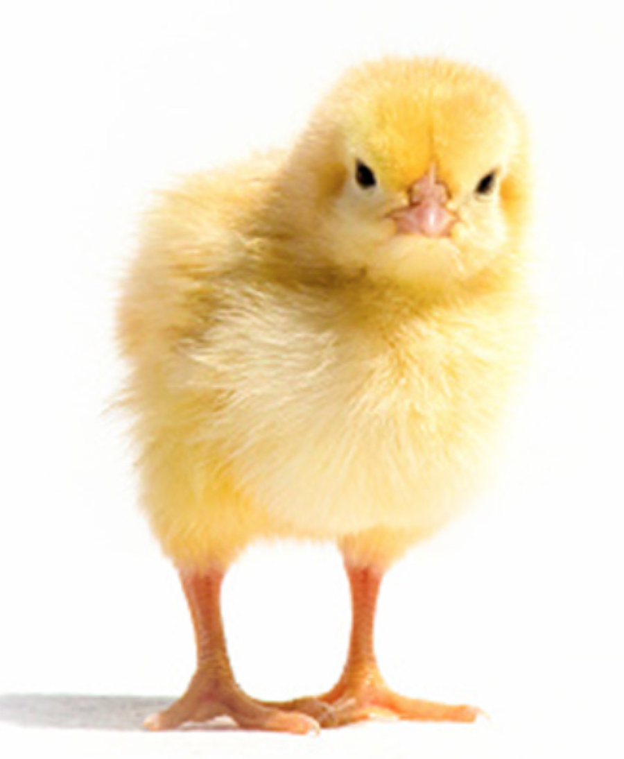 A portrait photograph of a yellow baby chick